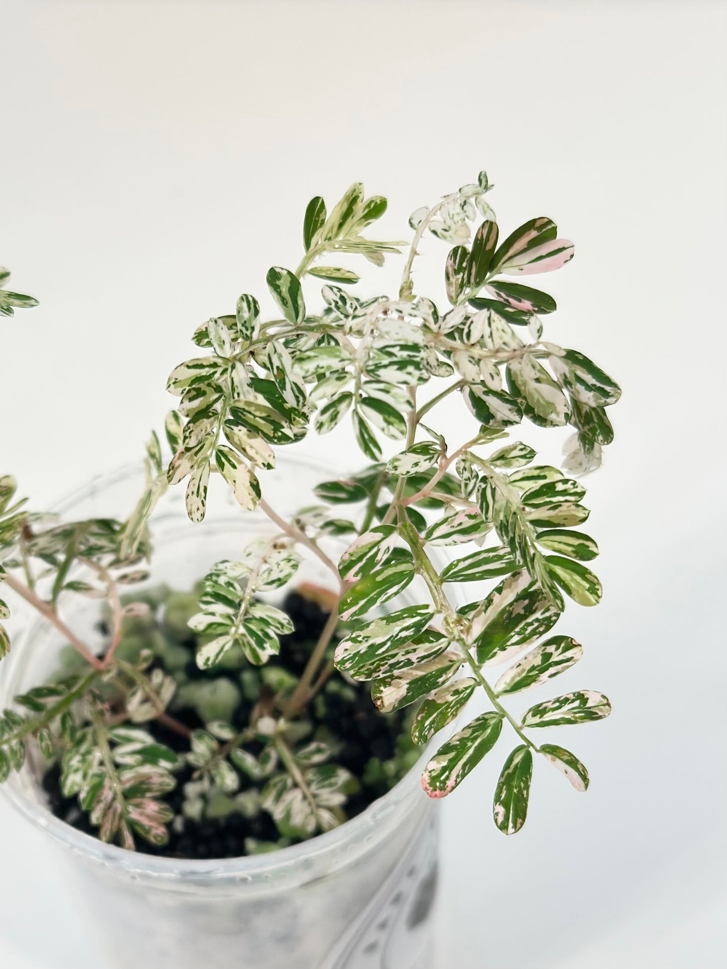 Phyllanthus Urinaria variegated - pink (A11)