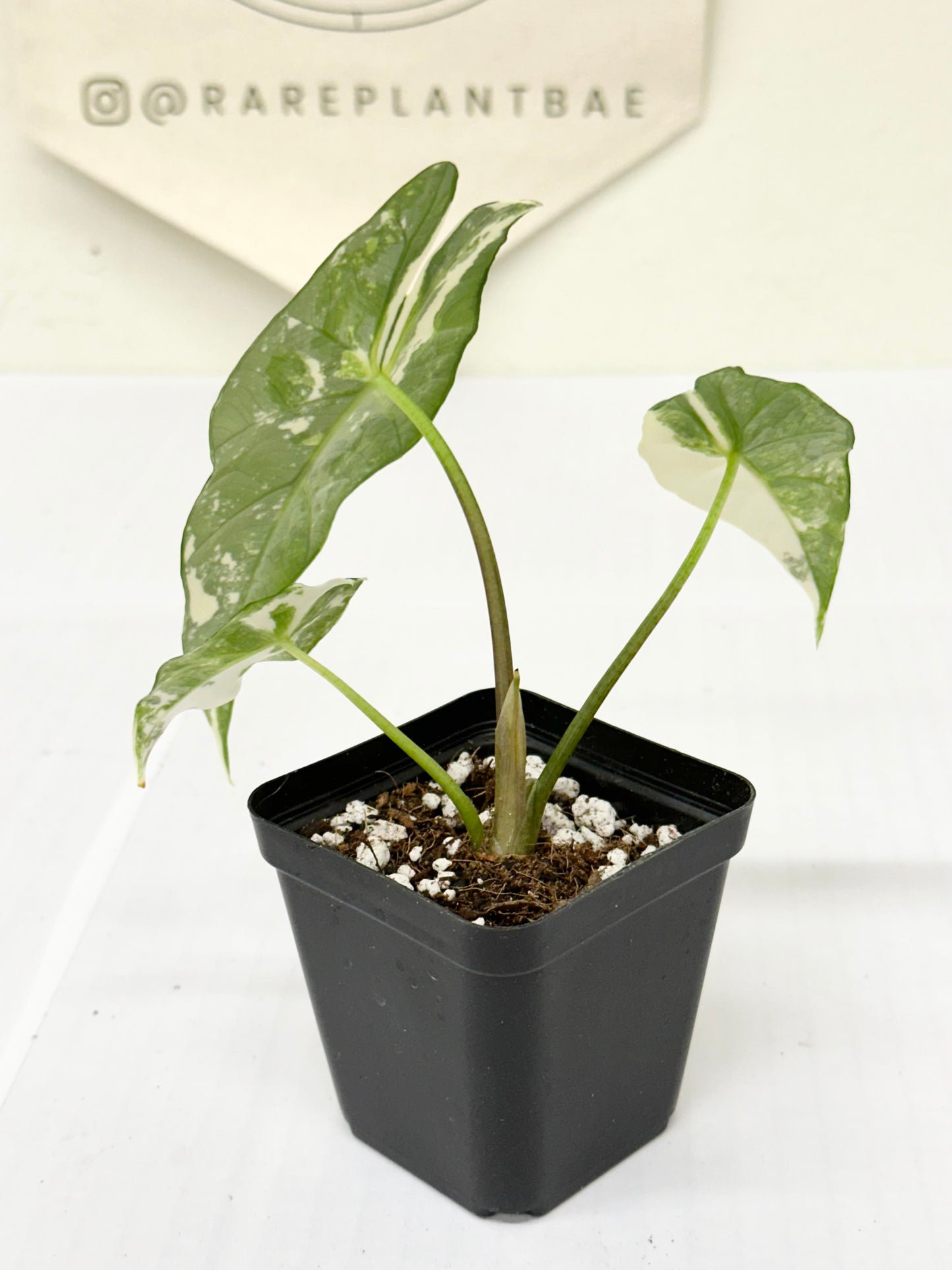 Alocasia Simpo Variegated - albo