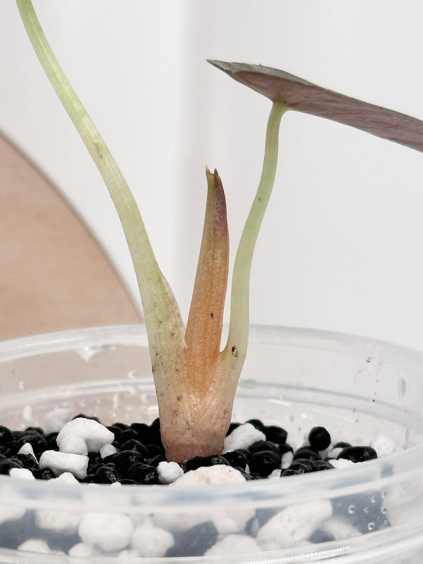 Alocasia Cuprea Variegated - Pink/Mint