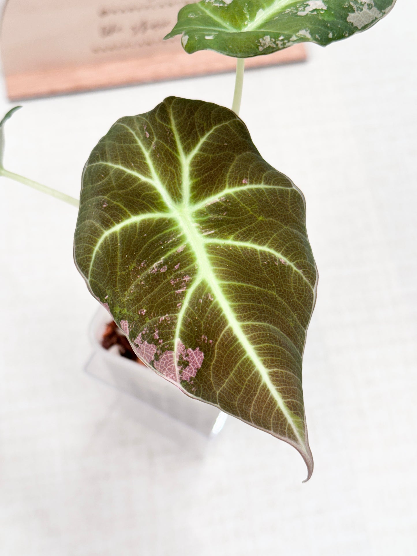 Alocasia Black Velvet Variegated - pink/albo