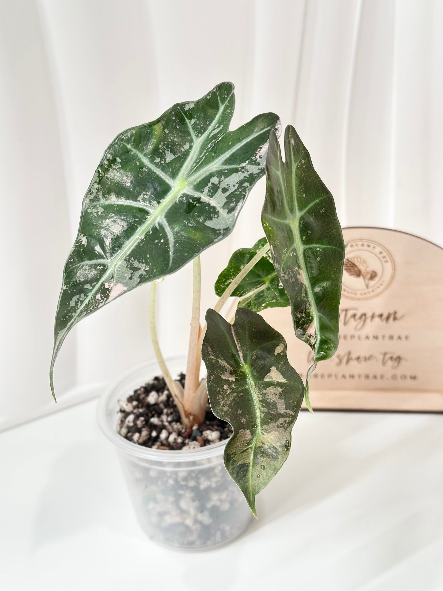 Alocasia Polly variegated - Pink