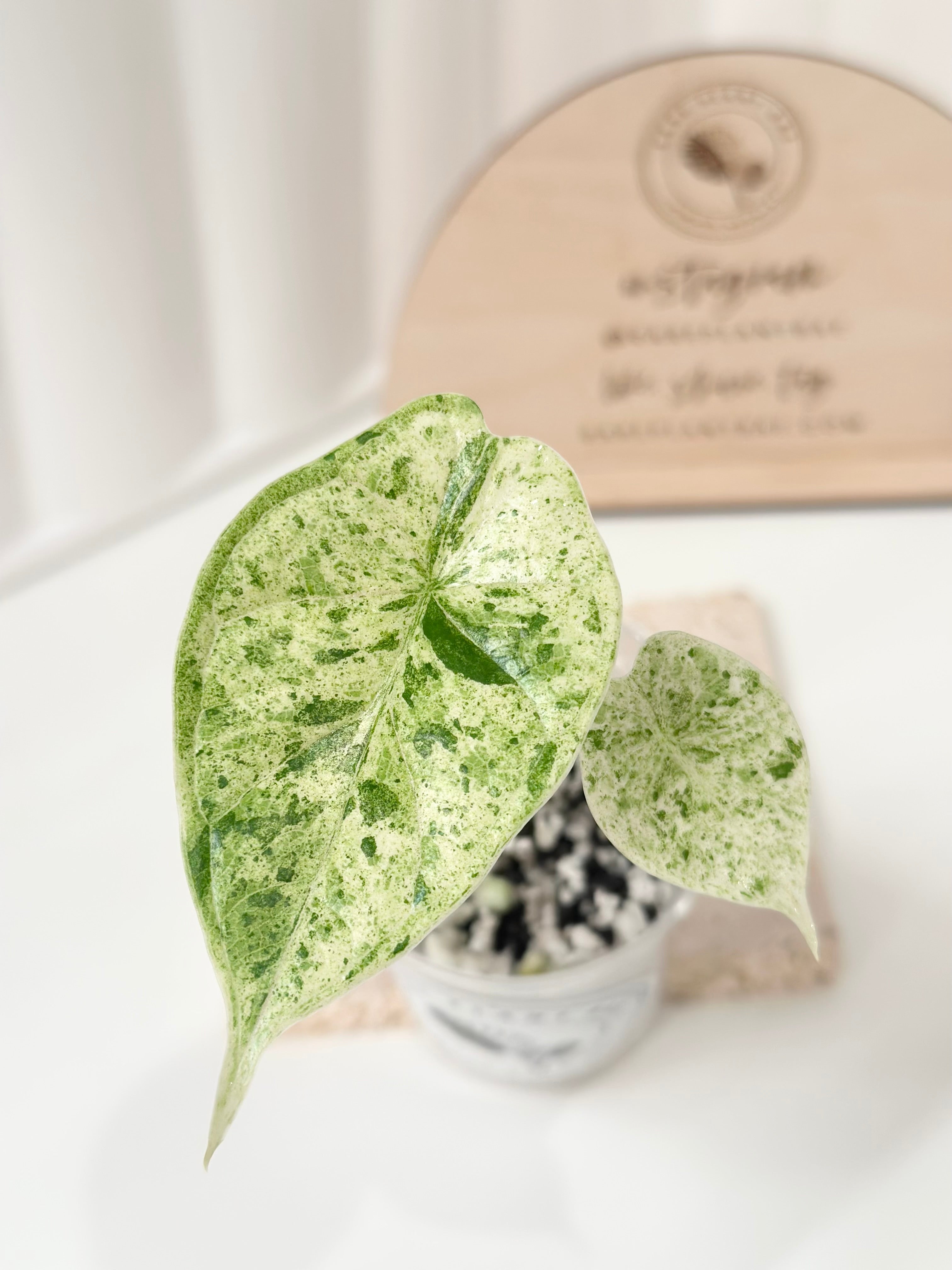Alocasia Dragon Scale Variegated (Mint) – Rare Plant Bae