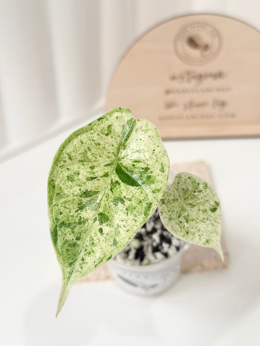 Alocasia Dragon Scale Variegated (Mint)