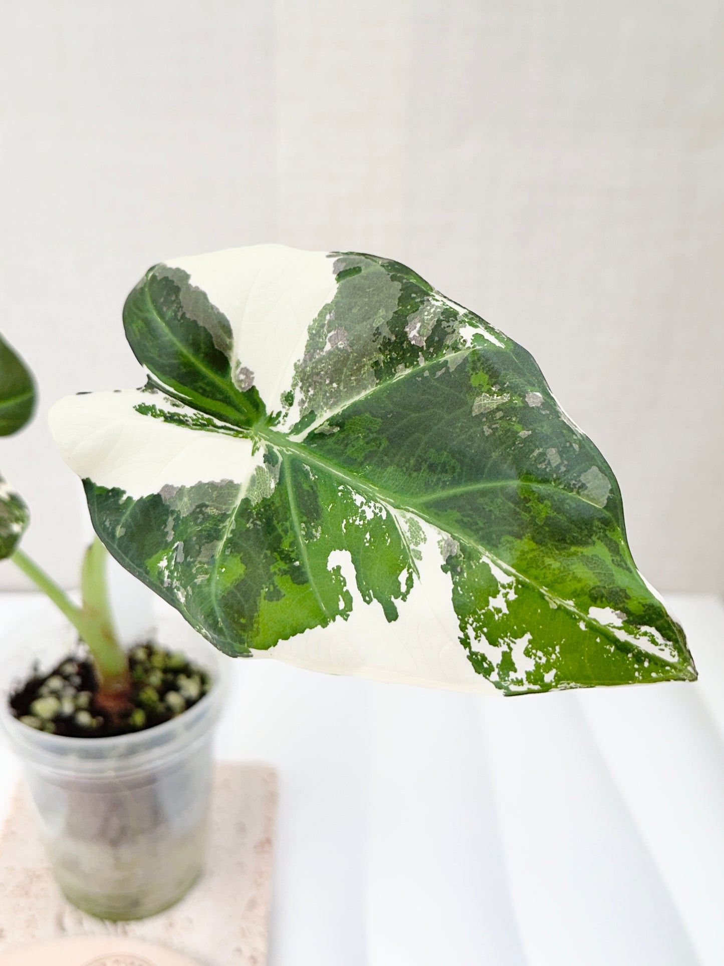 Alocasia Regal Shield Variegated - Albo