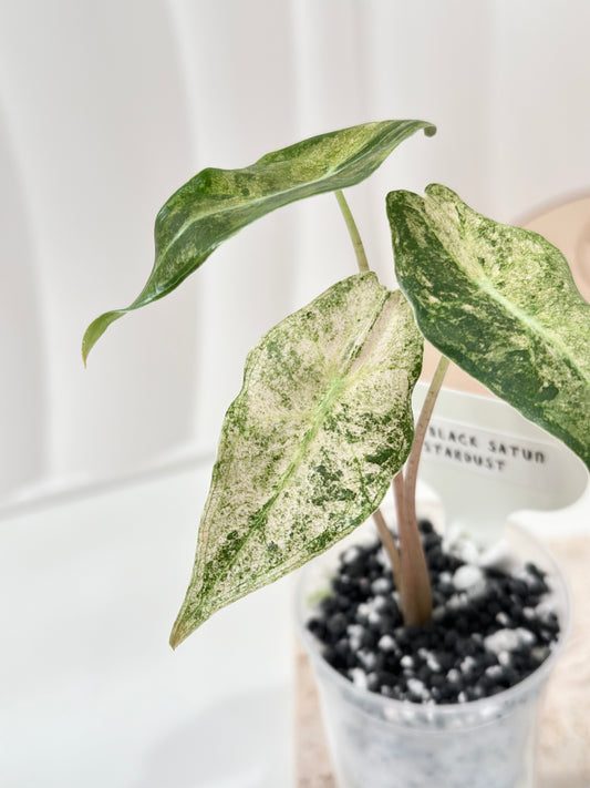 Alocasia Black Satun Variegated - Stardust