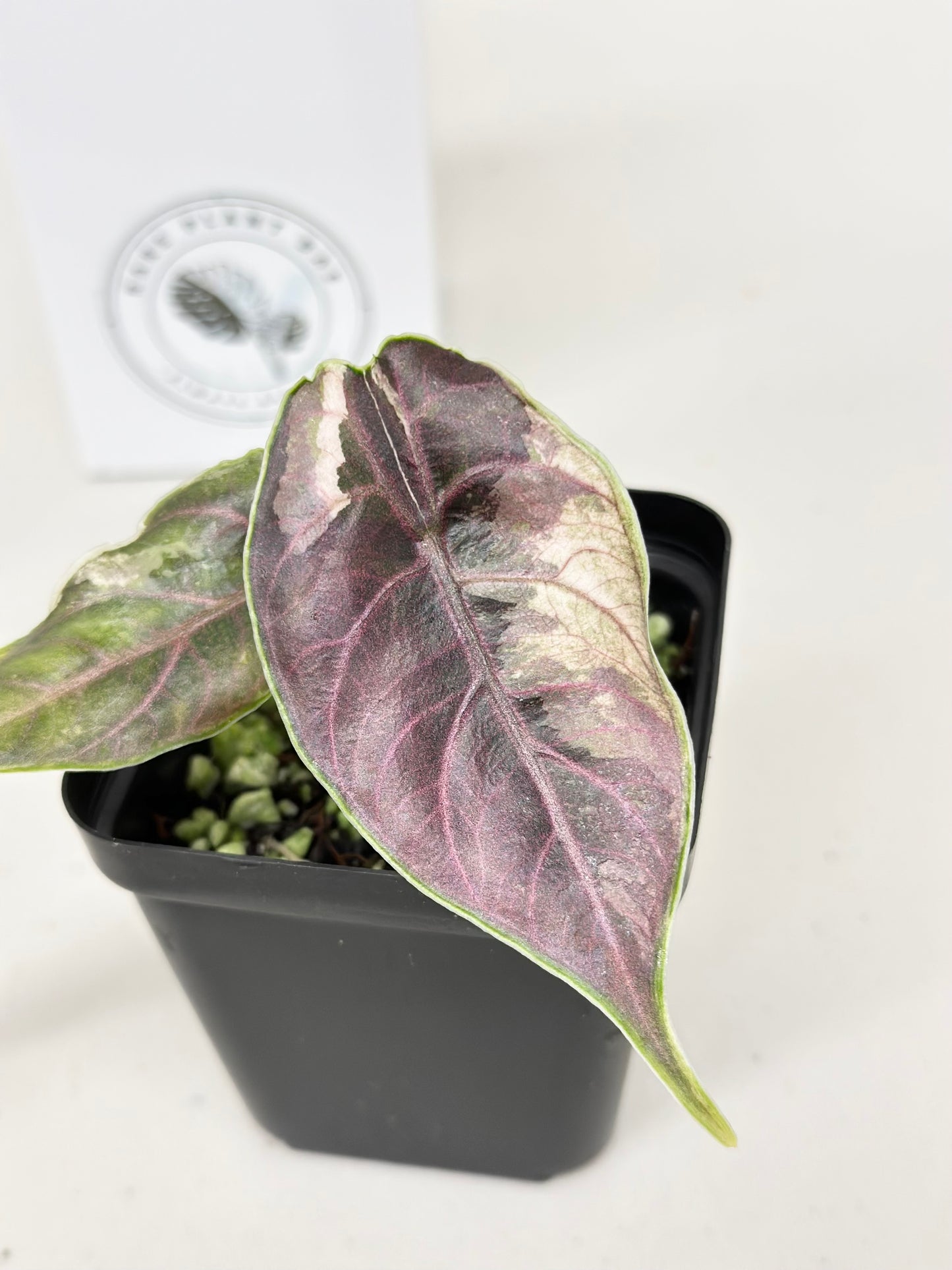 Alocasia Azlanii variegated - albo/pink