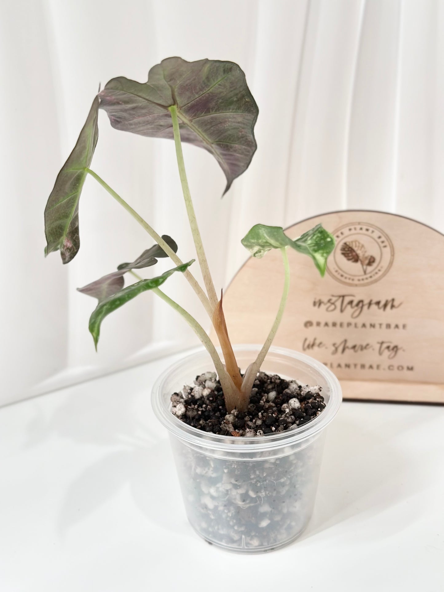 Alocasia Polly variegated - Pink