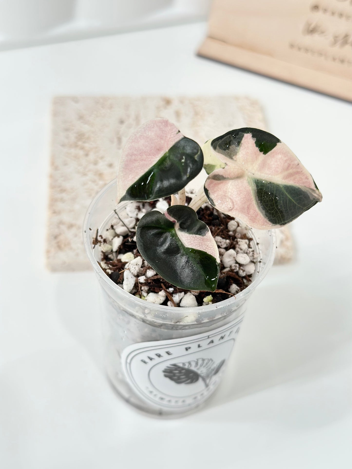 Alocasia Heart Balloon Variegated - pink