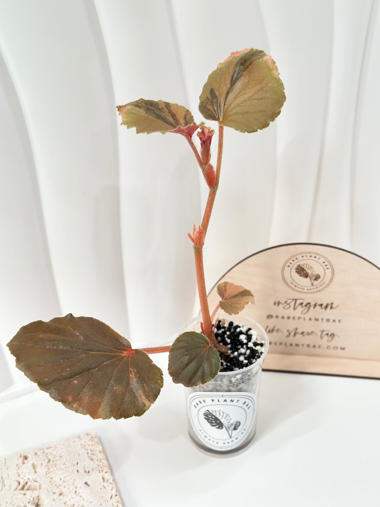 Begonia Cucullata variegated - aurea