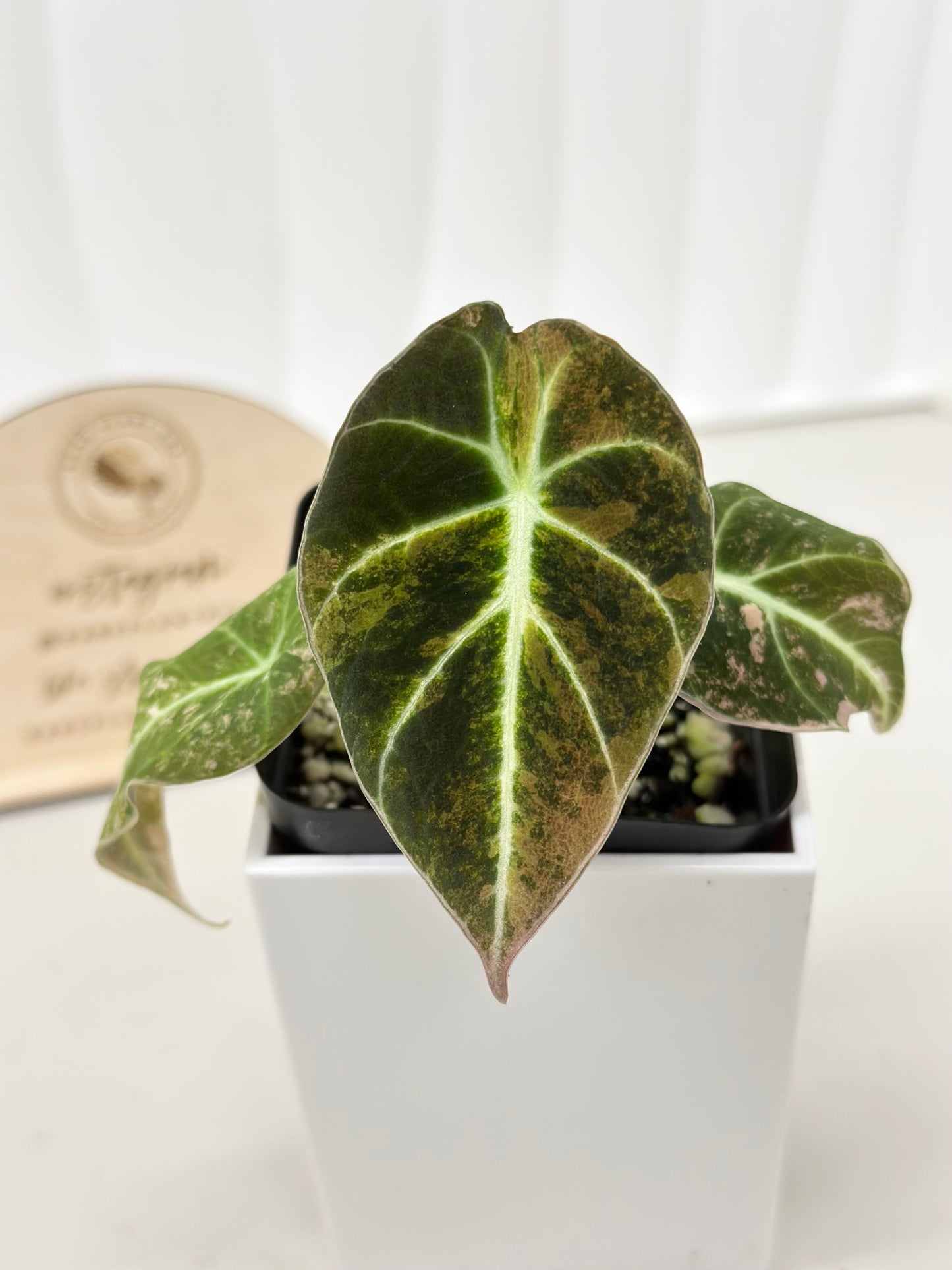 Alocasia Black Velvet Variegated - aurea