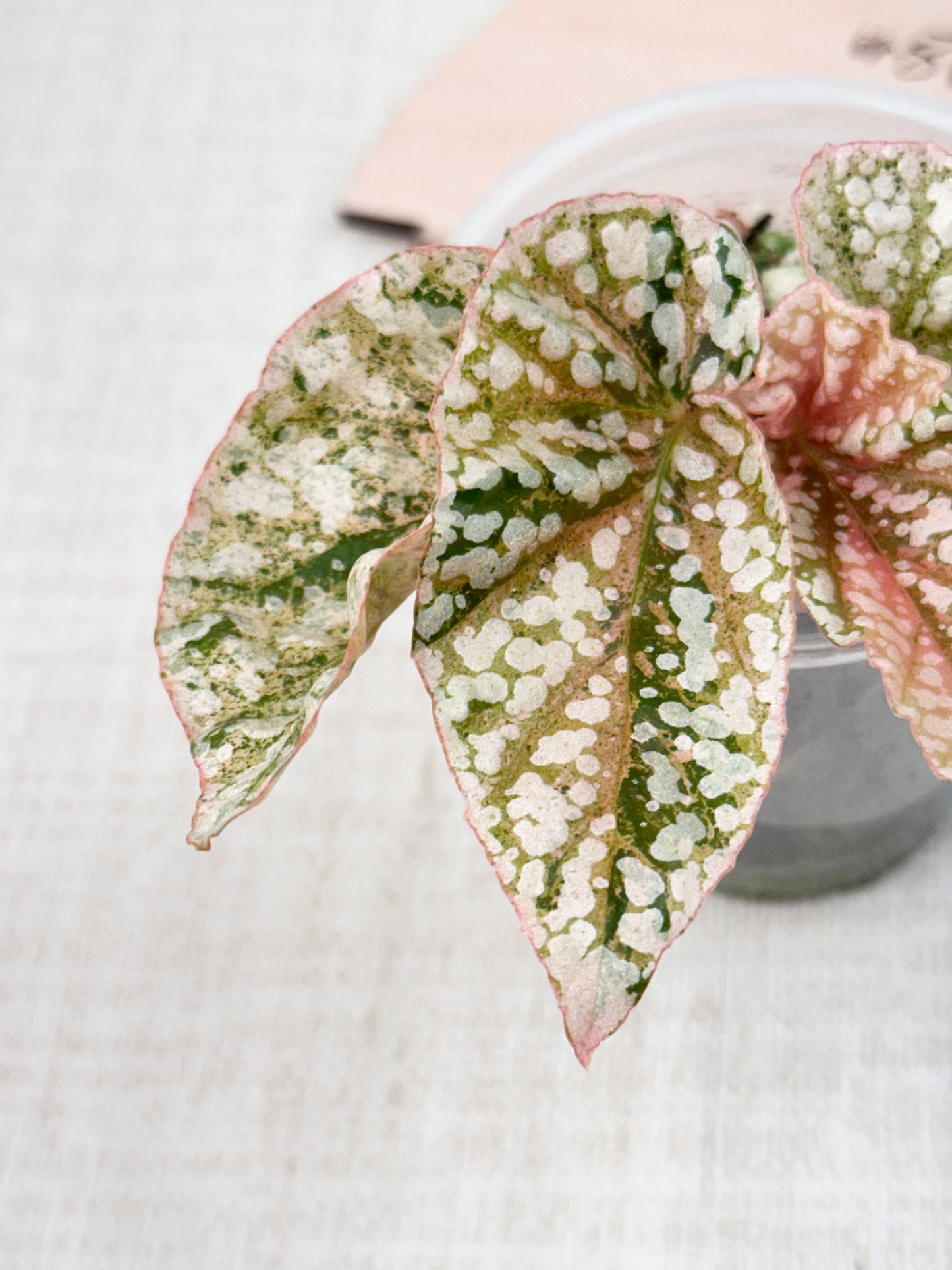 Begonia "Snow Capped" variegated