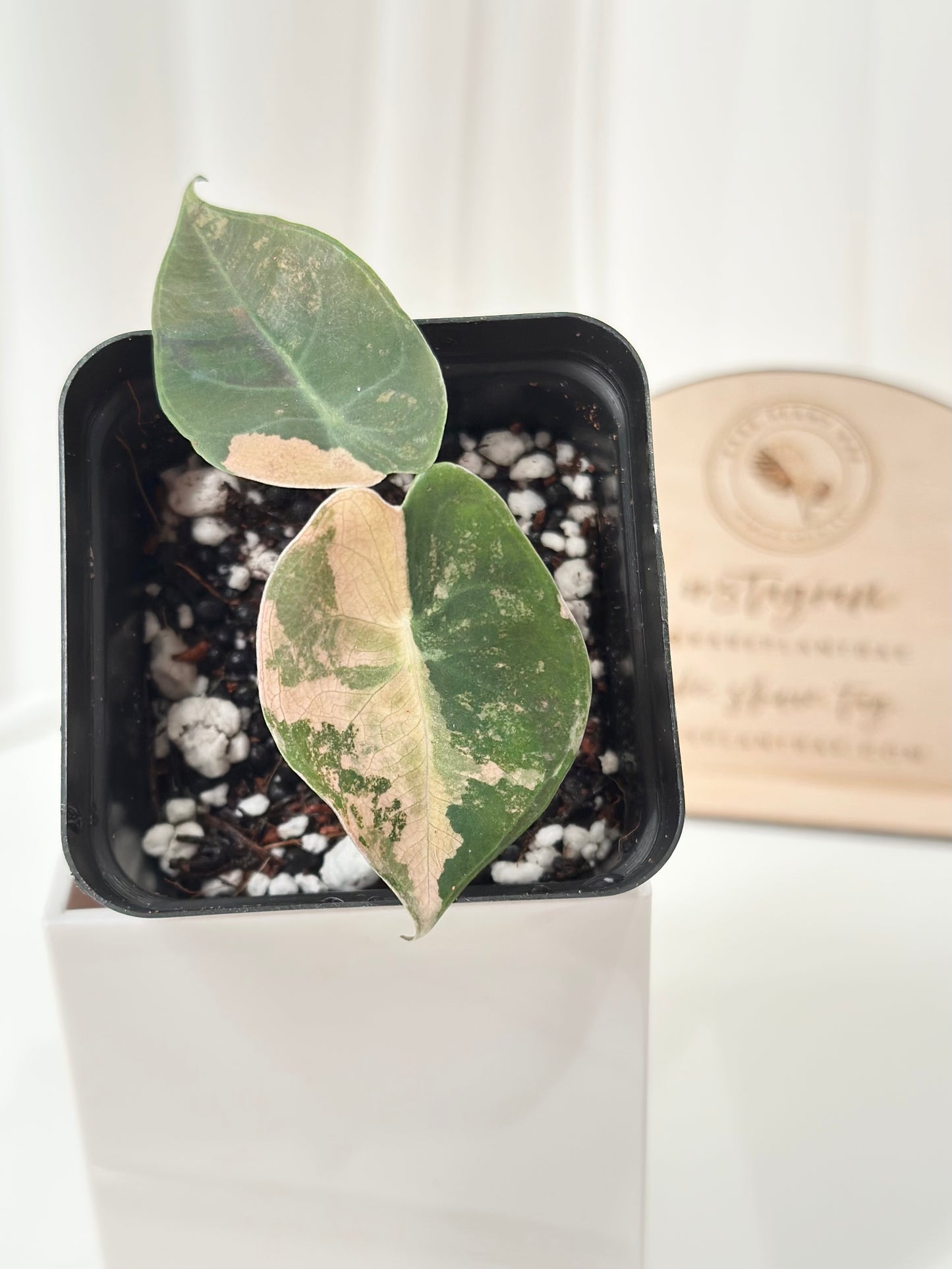 Alocasia Sedenii variegated - aurea