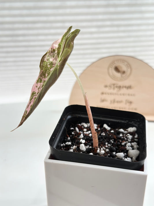 Alocasia Amazonica variegated - pink/albo (true US version)