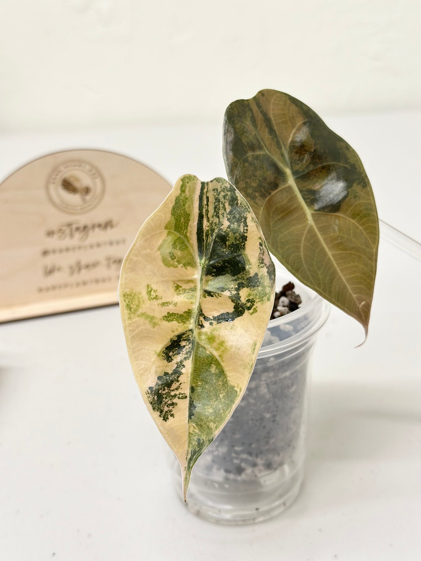 Alocasia Sedenii variegated - aurea *premium var*