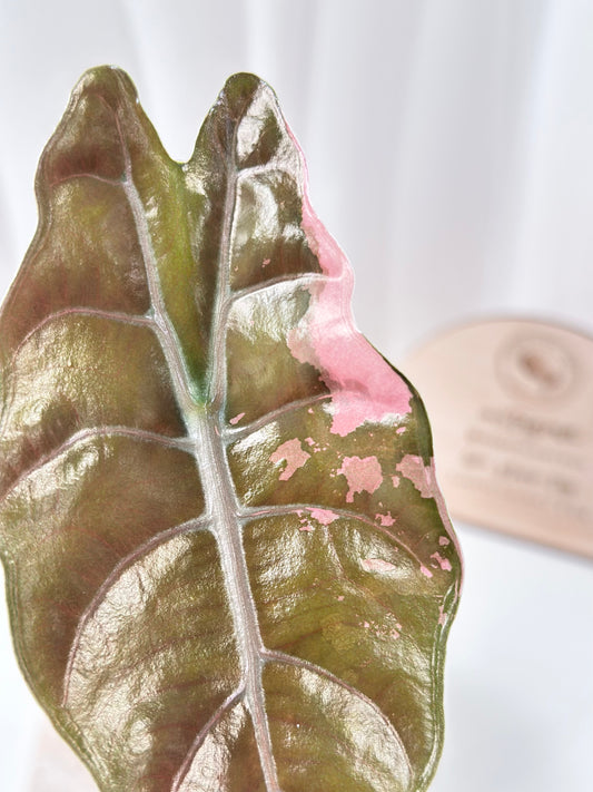 Alocasia Chantrieri Variegated - pink