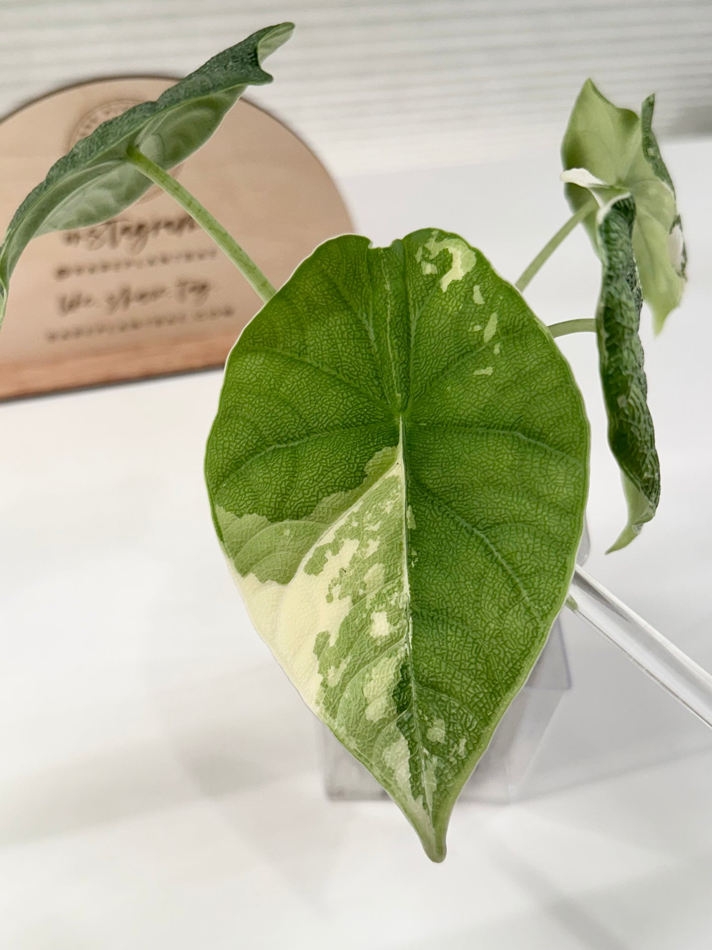 Alocasia Melo variegated - albo