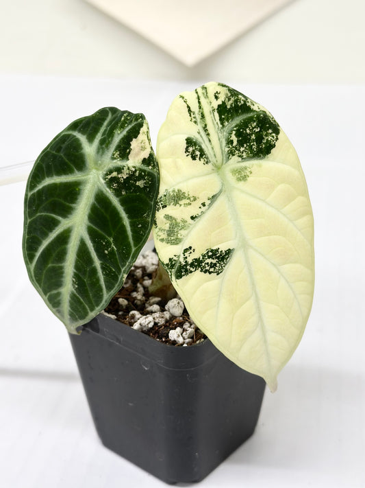 Alocasia Ninja variegated - albo