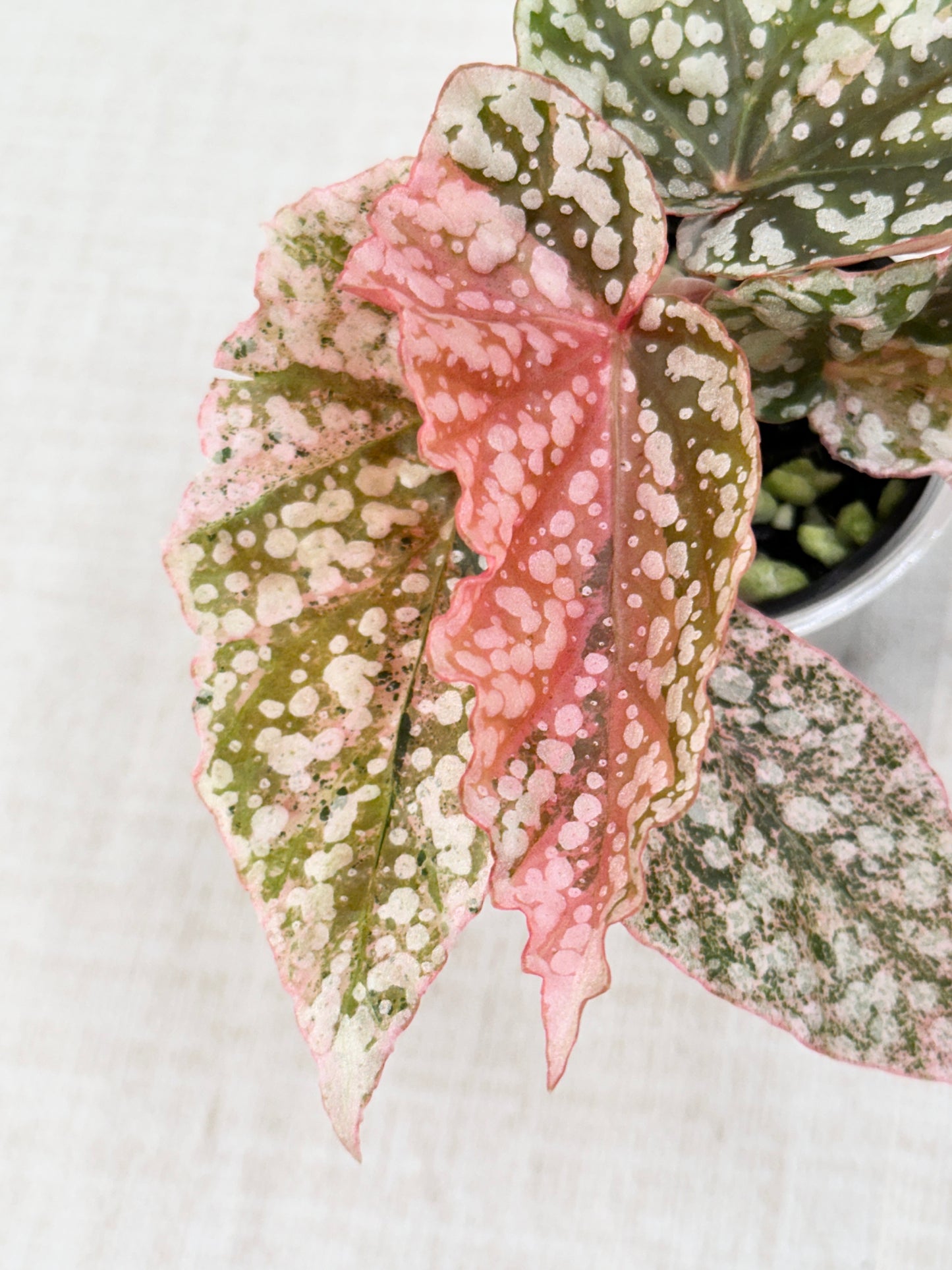 Begonia "Snow Capped" variegated