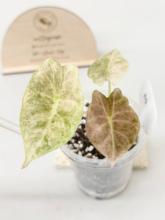 Alocasia Golden Bone variegated - pink mint (W2)