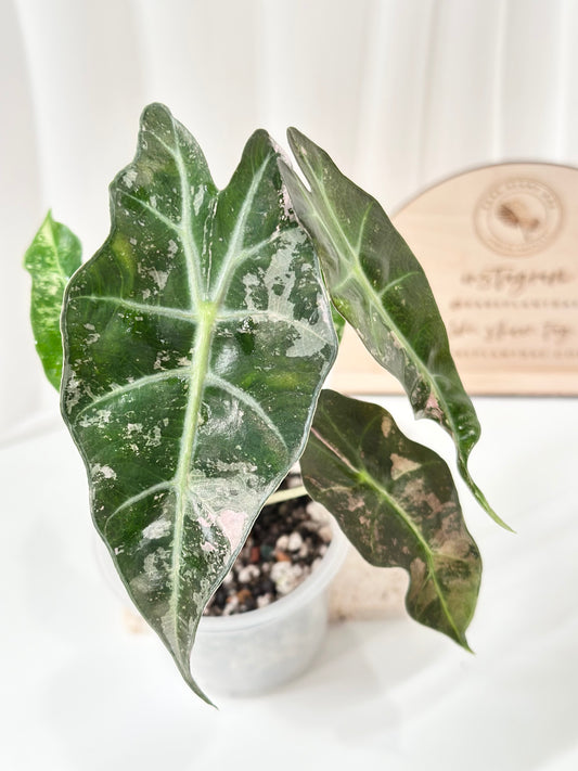 Alocasia Polly variegated - Pink