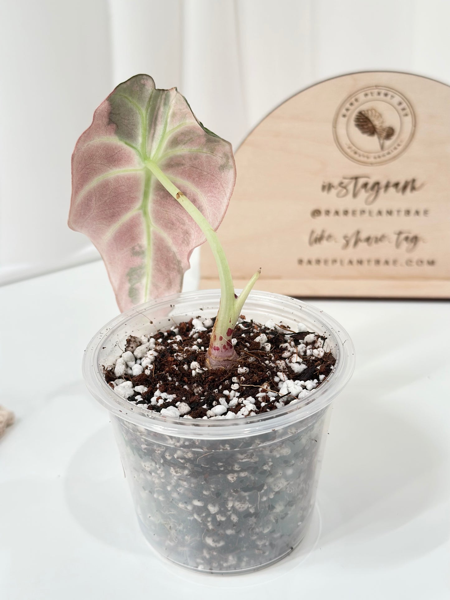 Alocasia Black Velvet Variegated - pink/albo