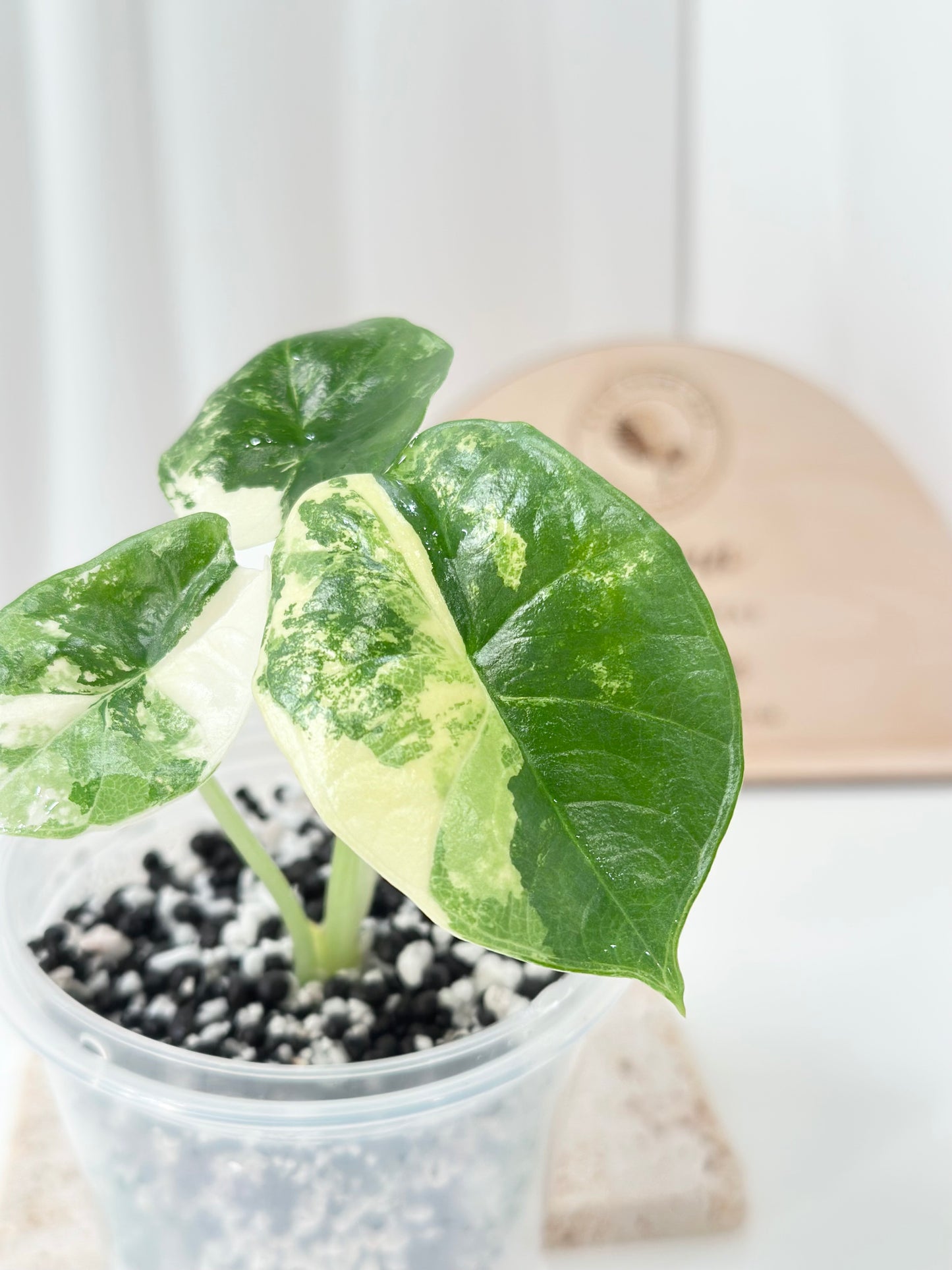 Alocasia Bisma "Platinum" variegated - albo