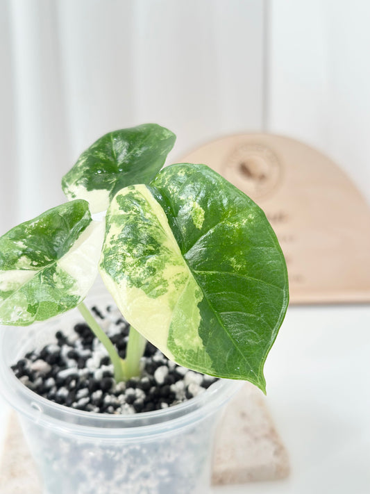 Alocasia Bisma "Platinum" variegated - albo