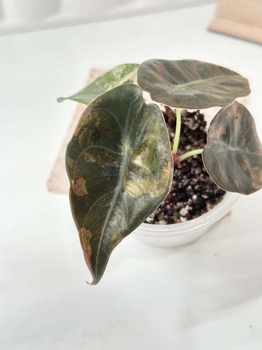 Alocasia Sedenii variegated - aurea