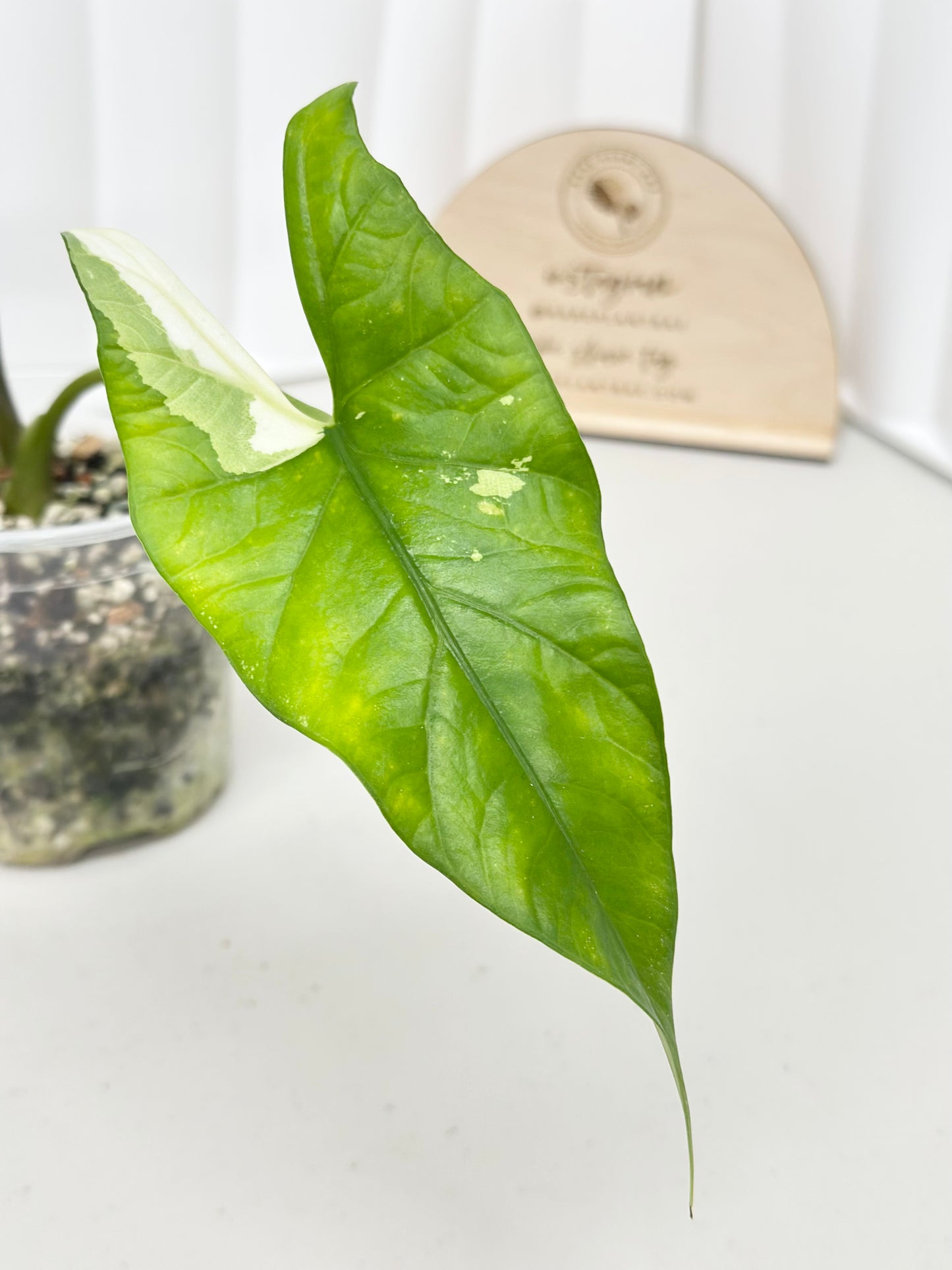 Alocasia Simpo Variegated - albo