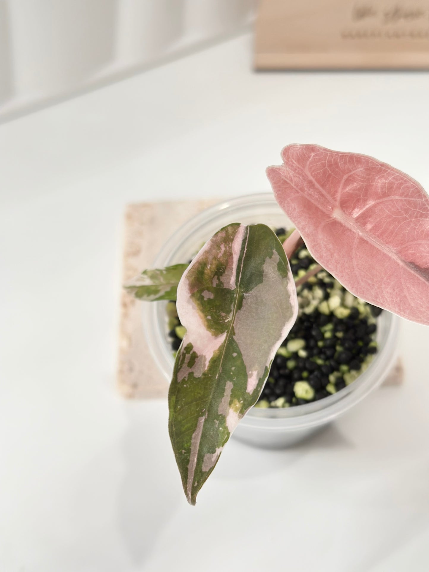 Alocasia Chantrieri Variegated - pink