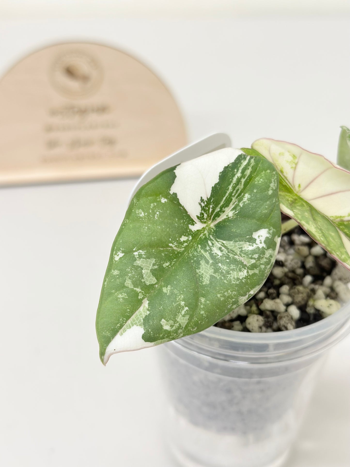 Alocasia Nebula Variegated - albo