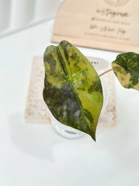Alocasia Chantrieri variegated - aurea