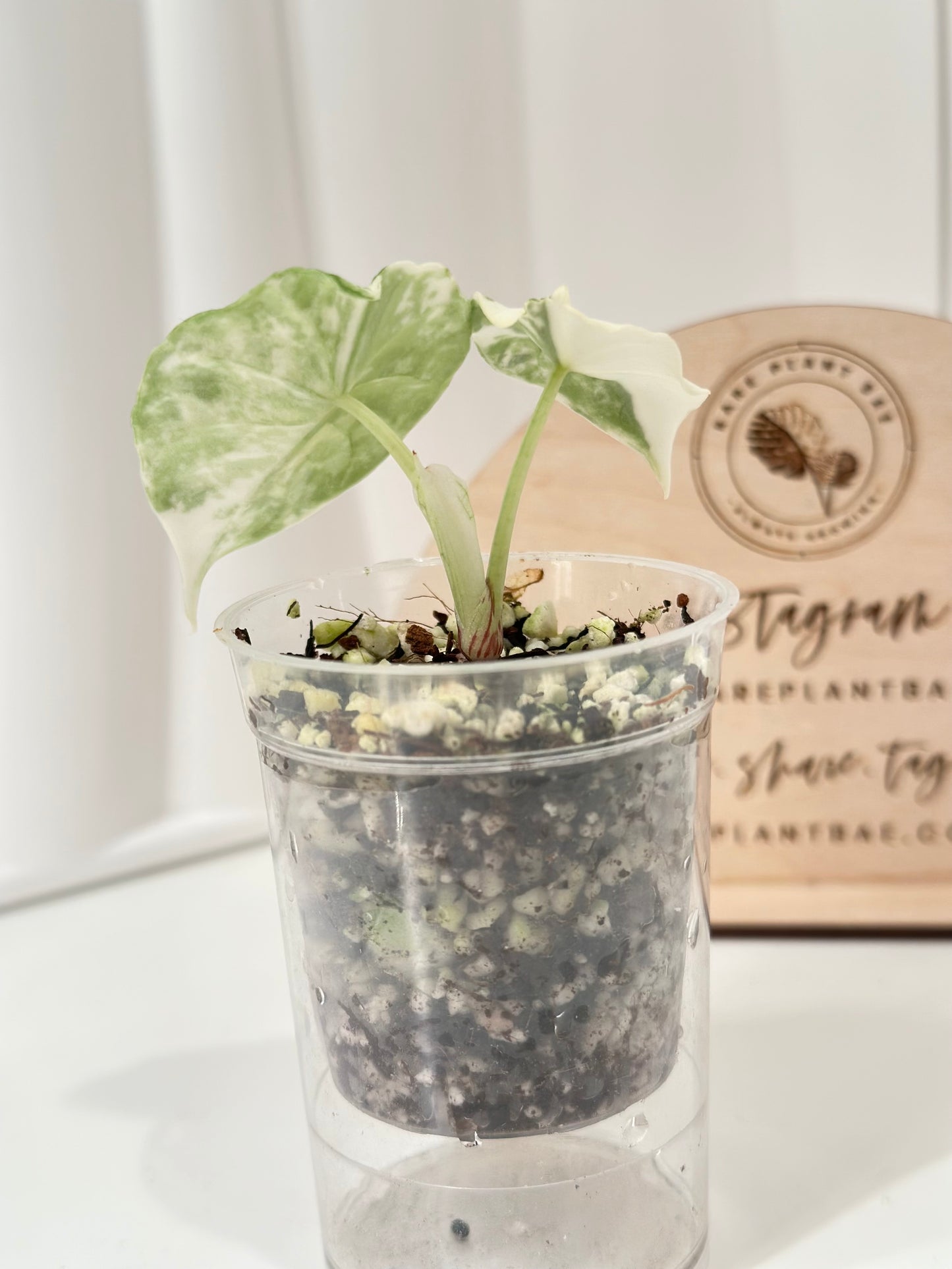Alocasia Melo variegated - albo