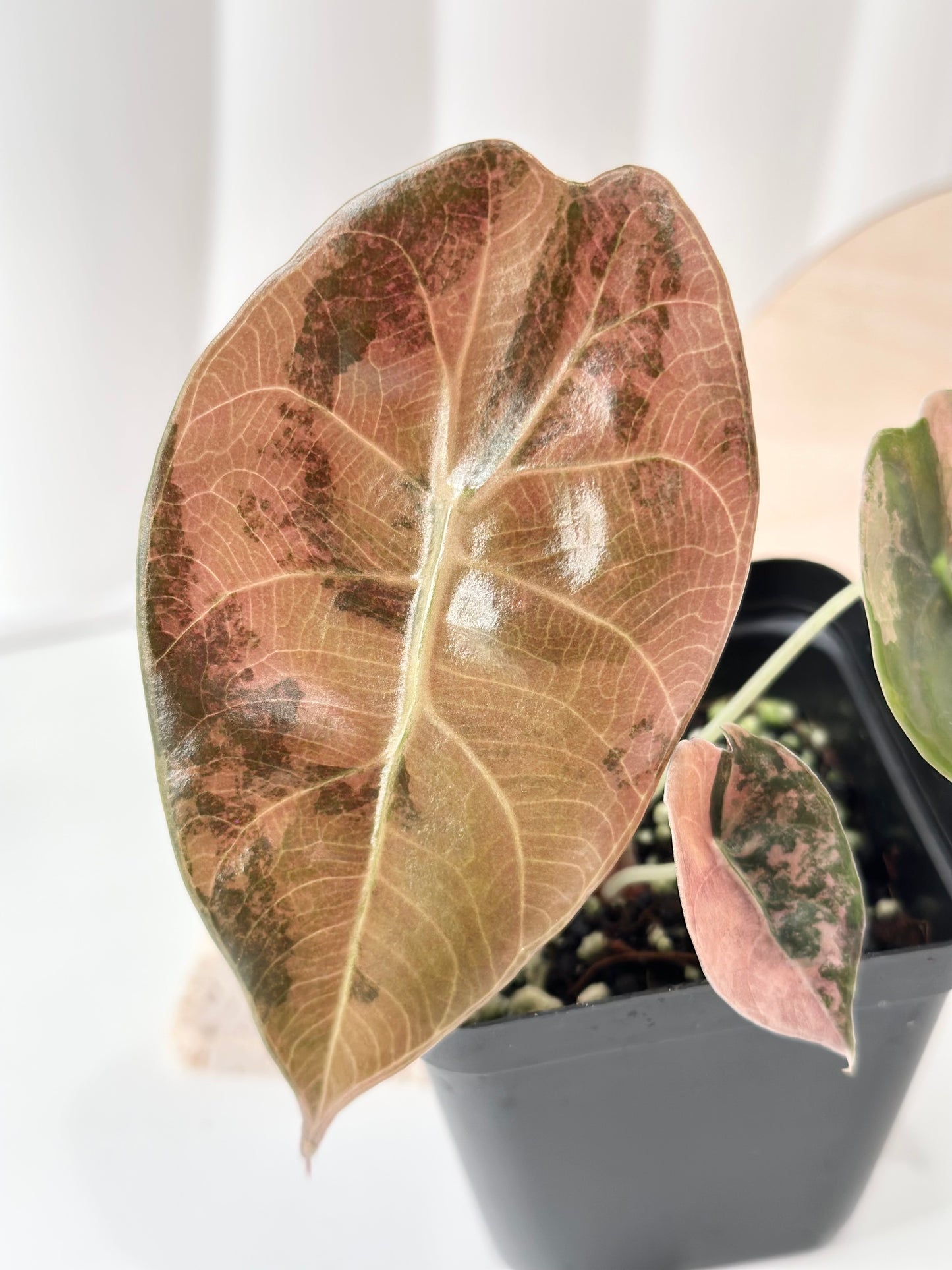 Alocasia Sedenii variegated - aurea