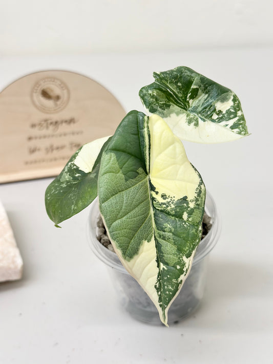 Alocasia Bisma "Platinum" variegated - albo (A1)