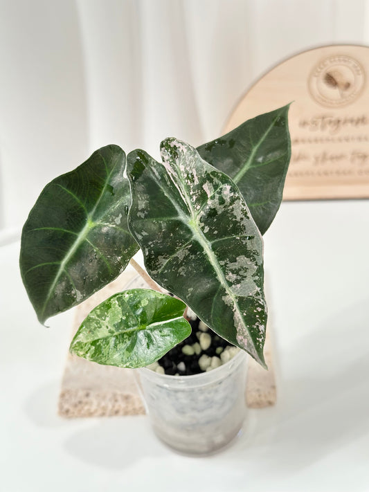 Alocasia Polly variegated - Pink