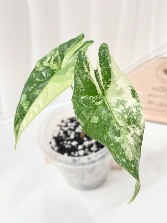 Alocasia Simpo Variegated - albo