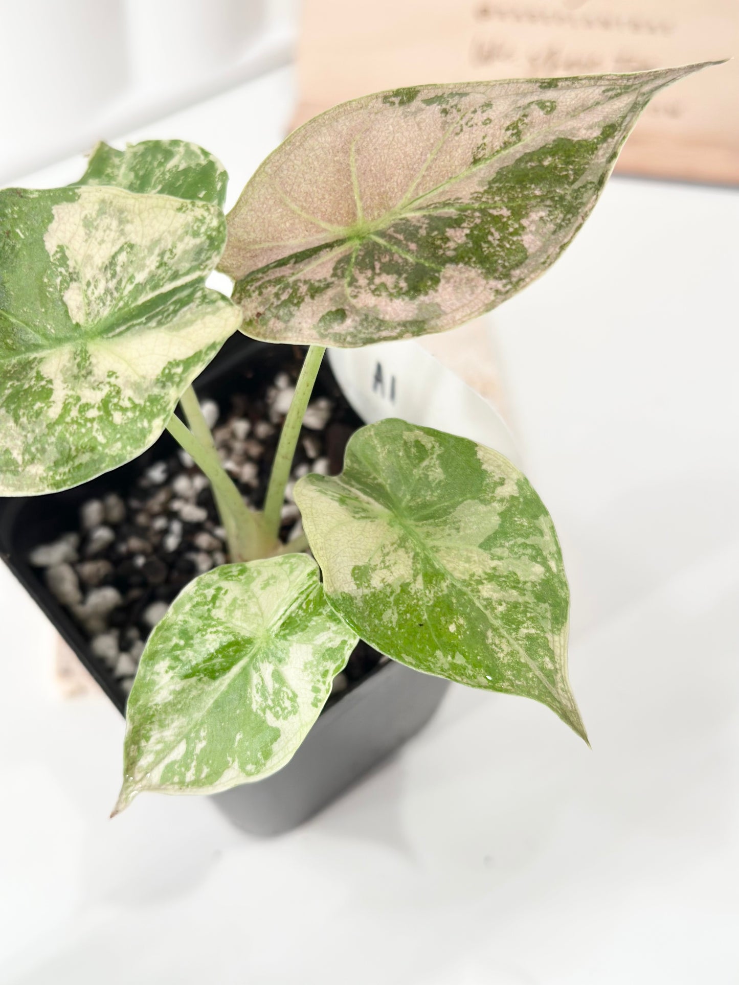 Alocasia Wentii variegated - pink/ albo (A1)