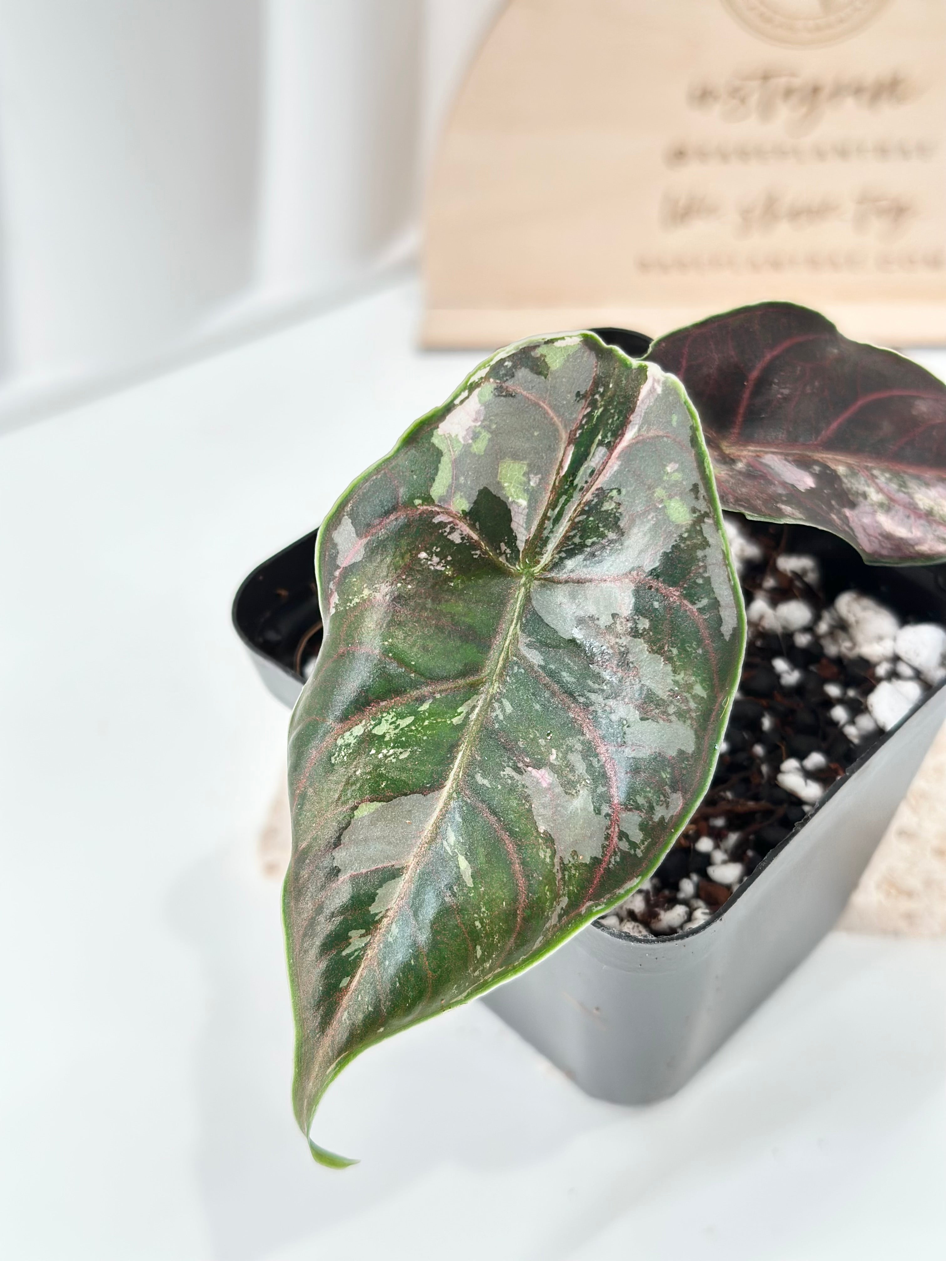 Alocasia Azlanii variegated - albo/pink – Rare Plant Bae