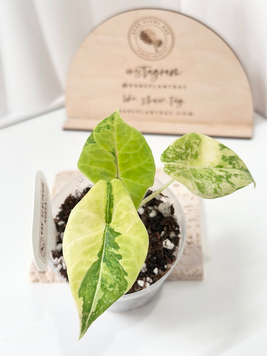 Alocasia Scalprum variegated - aurea