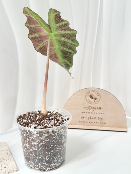 Alocasia Polly variegated - Pink