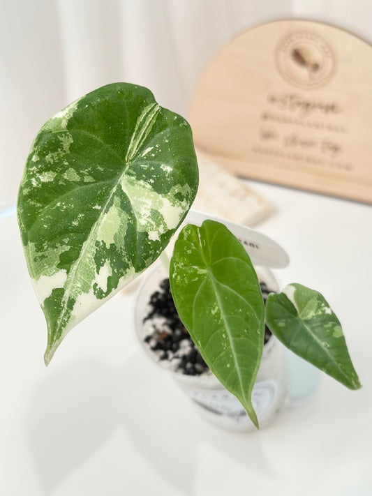 Alocasia Maharani variegated - albo