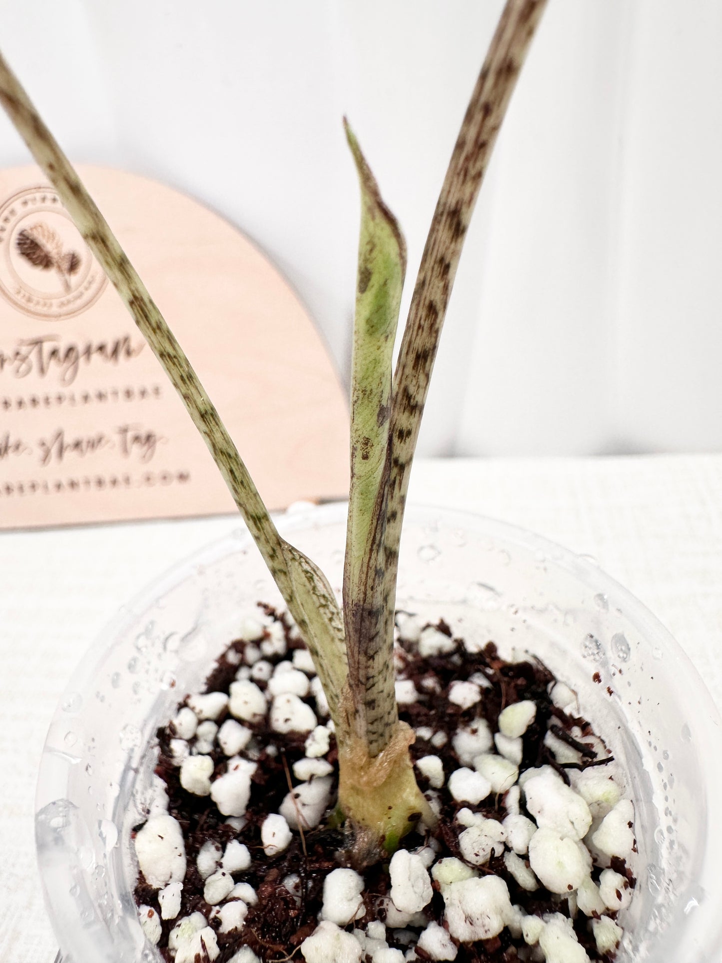 Alocasia Lauterbachiana variegated - aurea/GOG