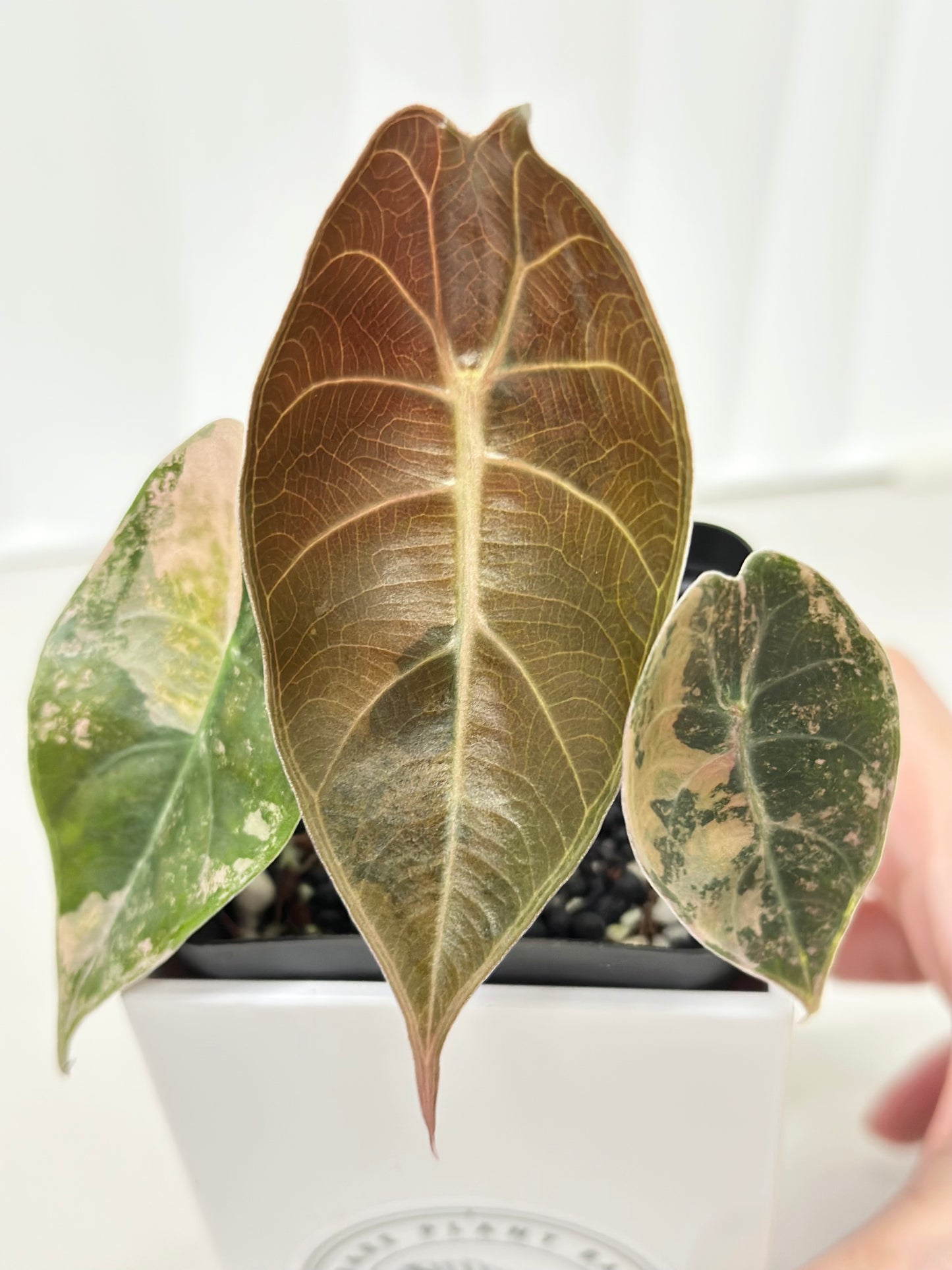 Alocasia Sedenii variegated - aurea