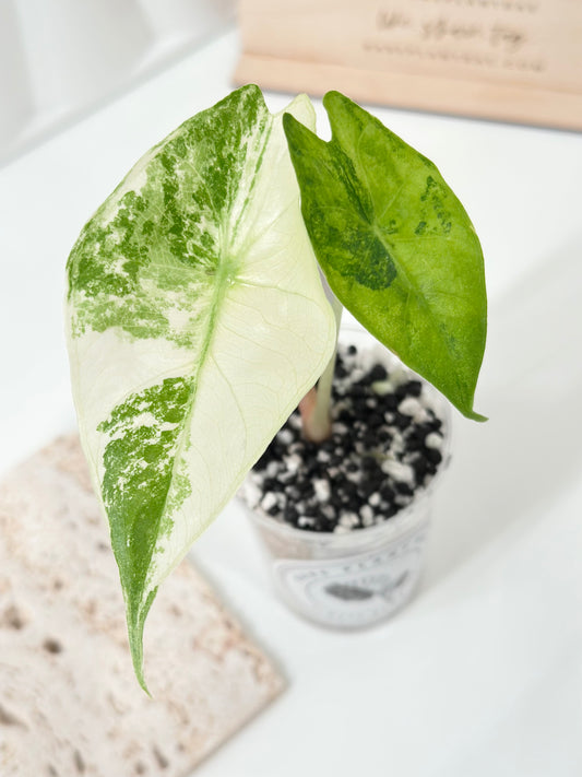 Alocasia Nairobi Night variegated - albo