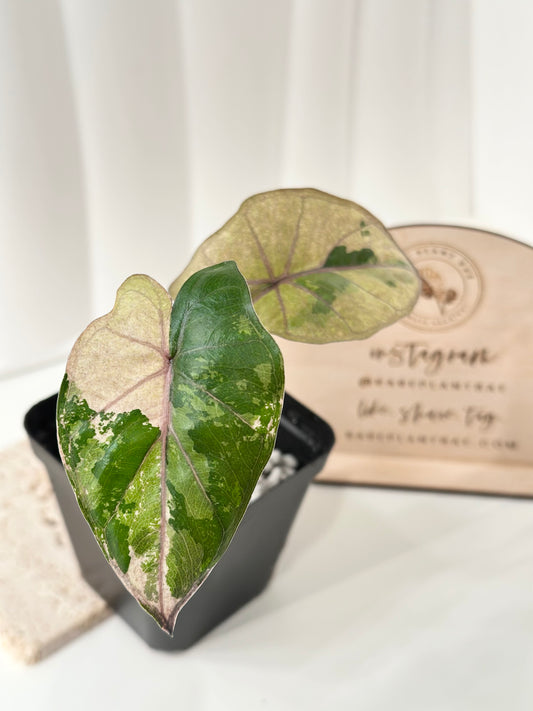 Alocasia Yucatan Princess Variegated - Aurea