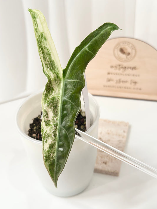 🦄 Alocasia Longiloba Narrow SP "Borneo" Variegated *offshoot*