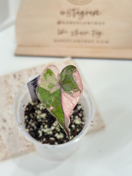 Alocasia Plumbea variegated - pink