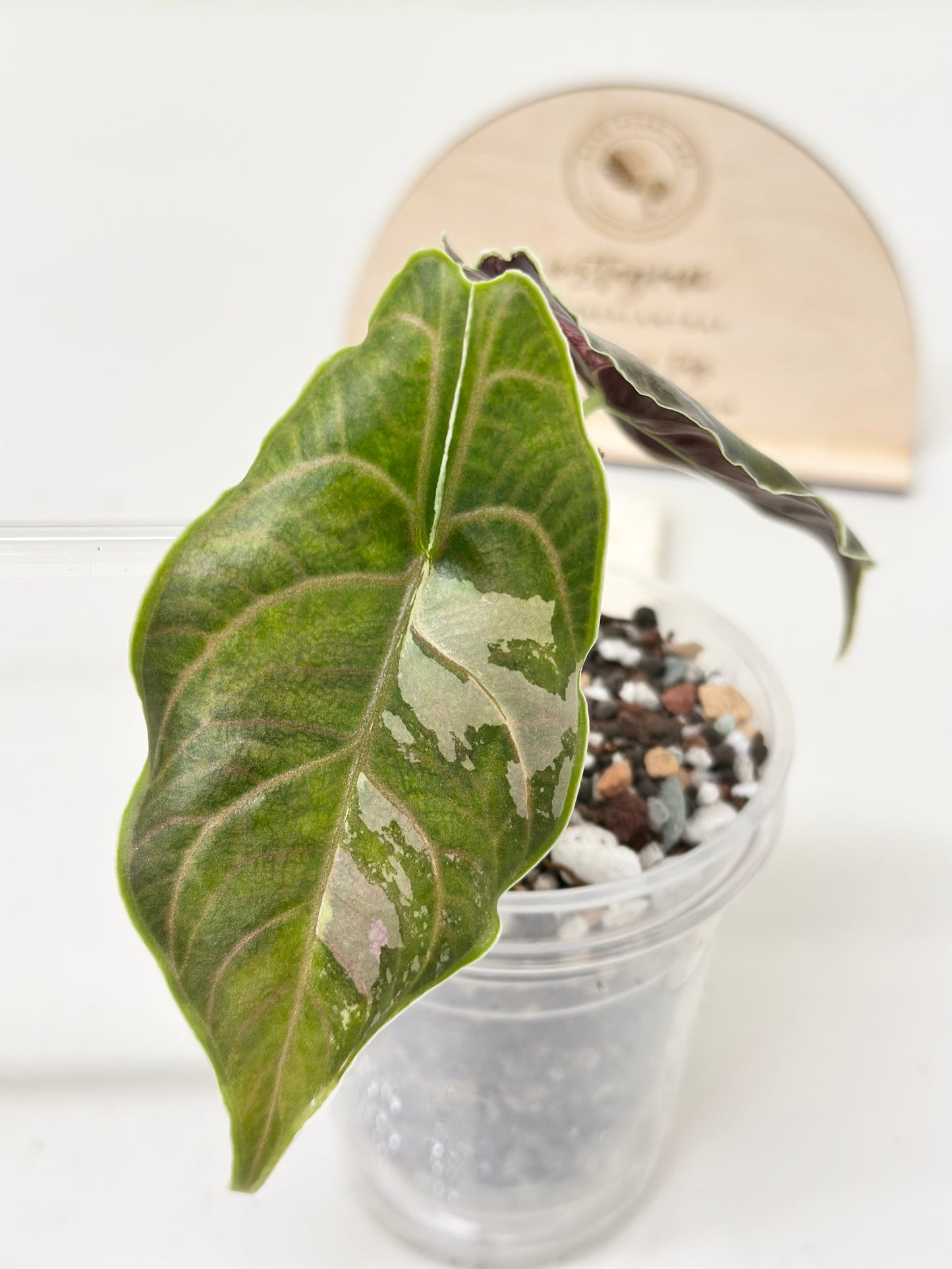 Alocasia Azlanii variegated - albo/pink