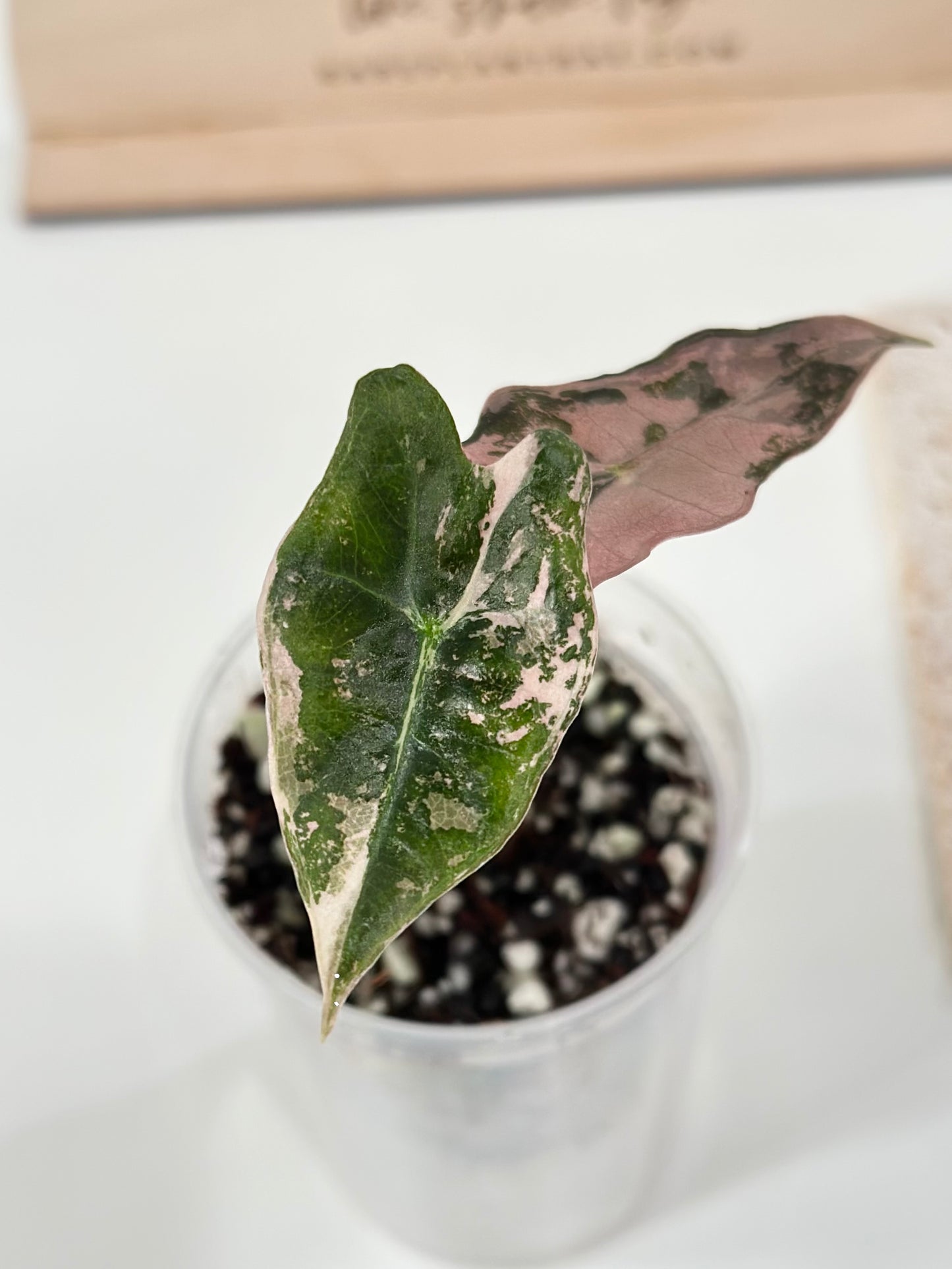 Alocasia Sanderiana "Nobilis K" Variegated - pink